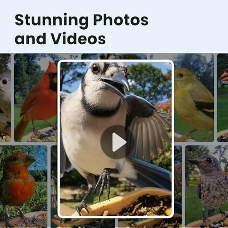 Smart Bird Feeder with Camera for Rookie, Camera Bird Feeder Dual Night Vision, AI Recognition IP66 Waterproof for BirdLovers